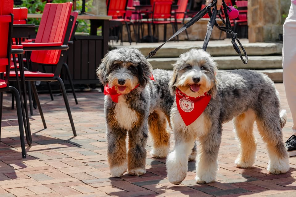 Pups on The Piazza Caricature Artist