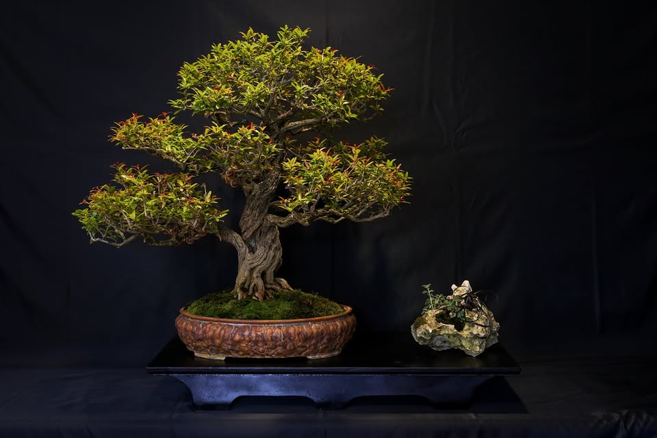 Cleveland Bonsai Club Monthly Meeting